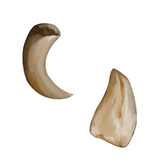 Big sharp tooth of dinosaur. Long claw of predator. Set of fossils. Prehistoric animals. Watercolor illustration. Hand drawing © Alena Sid