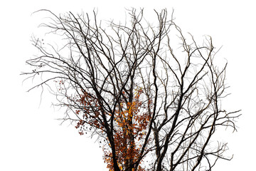 Photo of a natural oak branch with leaves on a transparent background