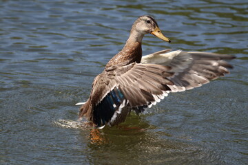 Duck flapping its wings to get clean