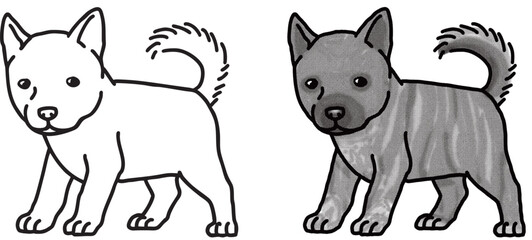 甲斐犬　kai　仔犬　犬のイラスト　塗り絵