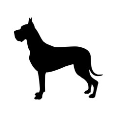 Fototapeta premium Great Dane Silhouette - Vector Animal Icon