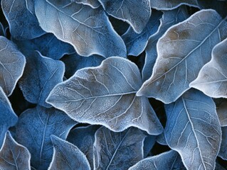 Frosted Leaves in Winter