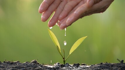 Sustainable business growth nurturing green concepts in nature to promote healthy eco-friendly practices close-up perspective of plant life engaging environment of growth