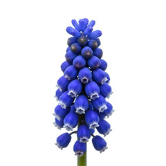 blue hyacinth isolated