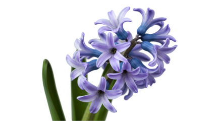 blue hyacinth flower 