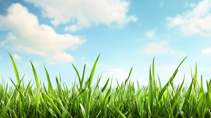 Fototapeta premium Vibrant blue sky meets lush green grass, a serene nature landscape 