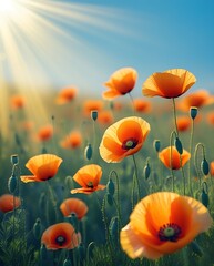 Obraz premium Field of blooming orange poppies bathed in golden sunlight under a clear blue sky, symbolizing warmth, peace, springtime, natural beauty, and the serenity of a sunlit morning landscape.