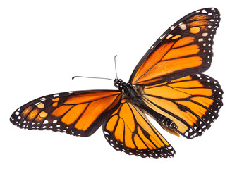 Monarch Butterfly PNG – Isolated Vibrant Orange Butterfly on Transparent Background