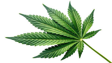 Green Cannabis Leaf PNG – Isolated on Transparent Background