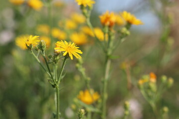 yellow flowers in the field