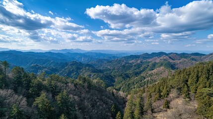 A mountain forest covered with conifers under blue skies