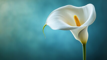 White Calla Lily, Teal Background, Elegance, Sympathy Card