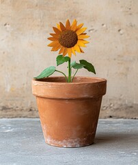 A sunflower in a terracotta pot.