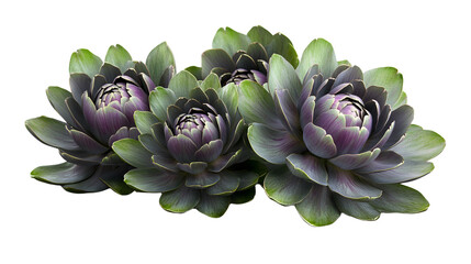 Obraz premium Vibrant Succulent Plants with Purple and Green Tones Ideal for Botanical Nature and Floral D