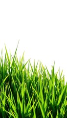 Fototapeta premium Lush green grass field, vibrant, isolated on pure white background, white background, outdoor, isolated