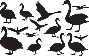 Swan Silhouette