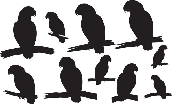 Silhouette of an African Grey Parrot
