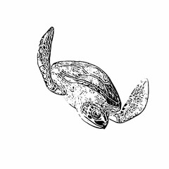 Fototapeta premium Sea turtle animal line art vector ilustration design 