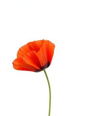 Fototapeta premium Single red poppy blossom, vibrant petals, delicate stem, isolated white background, detail, isolated, artwork