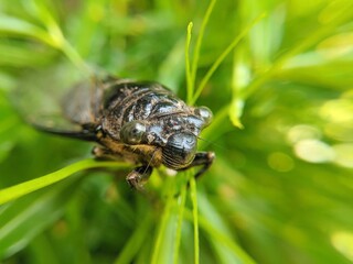 Lyristes plebejus insect