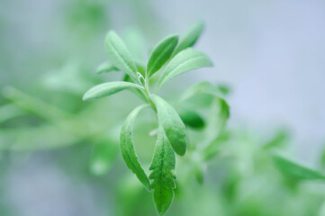 lavender , Lavandula or Lavandula angustifolia