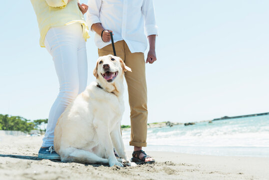 愛犬を連れて浜辺を散歩するシニア夫婦