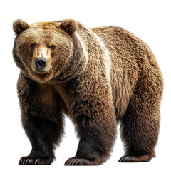 Brown bear full body isolated on transparent background.