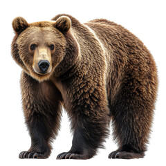 Obraz premium Brown bear full body isolated on transparent background.
