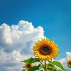 Obraz premium Dreamy cloudscape, vibrant sunflower against a blue sky, summer, sun