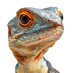 Fototapeta premium Close up of Lizard head isolated on white background.