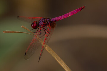 dragonfly close up