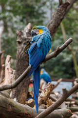 Close-up of a Blue-and-Yellow Macaw Perched on a Tree Branch