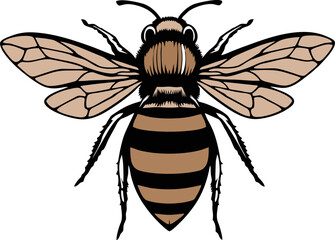 Detailed Brown and Black Bee logo, This image showcases a highly detailed illustration of a bee with a brown and black striped body, transparent wings with intricate vein patterns