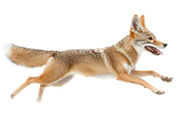 Obraz premium Coyote Canid Leaps Gracefully Outdoors