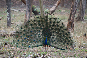 peacock in the forest