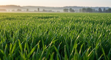 Obraz premium Serene sunrise illuminates vibrant green field. AI Generated