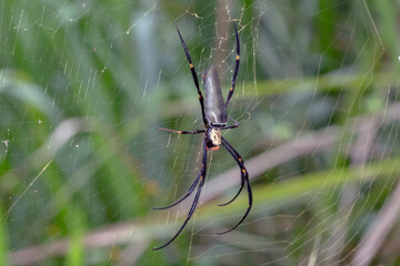 Giant Golden Orbweaver (Nephila pilipes) Resting in Web � Large Female Spider