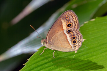 Orange Bush-Brown (Mycalesis terminus) Butterfly Resting on Leaf