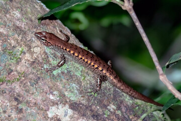 Close-Up of Yellow-blotched Forest Skink (Concinnia tigrina) - Australian Lizard Species