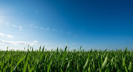 Obraz premium Vibrant green field stretches to a clear blue sky Sunlight bathes the landscape in warmth creating a serene summer scene. AI Generated