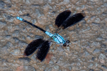 Male Tropical Rockmaster - Bright Blue Damselfly with Black Markings