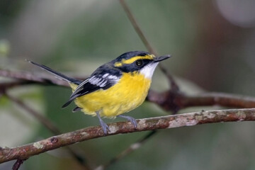 Fototapeta premium Australian Rainforest Bird - Yellow-breasted Boatbill (Machaerirhynchus flaviventer) 