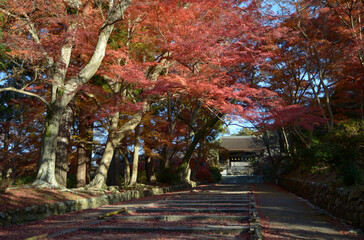 秋の毘沙門堂　勅使門参道の紅葉　京都市山科区