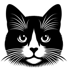 black and white cat face
