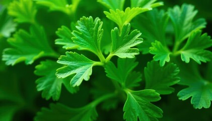 Close-up of parsley leaves, showcasing a complex, delicate pattern , leaves, parsley, closeup
