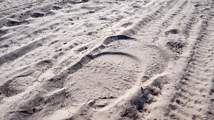Elephant Tracks in Phu Kradueng National Park, Thailand