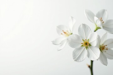 Obraz premium Delicate white blossom against pure white background, element, pure
