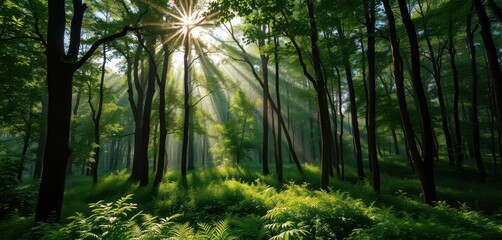 Misty green forest, sunlight filtering through dense canopy, scenery, mystical, vibrant