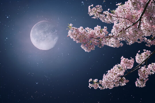 月 夜桜」の写真素材 | 25,364件の無料イラスト画像 | Adobe Stock