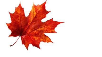 Obraz premium Autumn's Embrace: A close-up shot of a vibrant red maple leaf, showcasing its intricate textures and the rich colors of the fall season. A symbol of change and beauty.